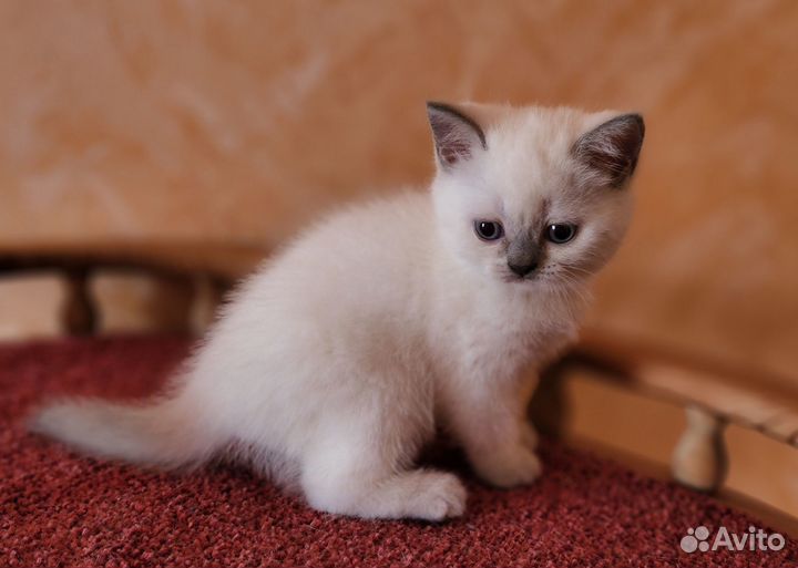 Шикарная британская плюшечка