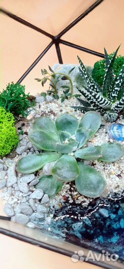 Флорариум (пример)