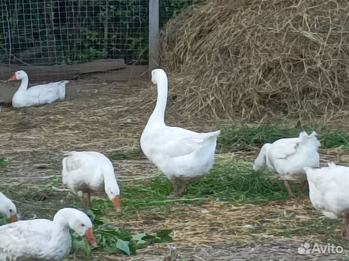 Гуси, утки, индоутки, индюк, кролики белый панон