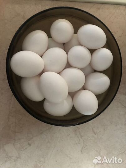 Домашние куриные яйца