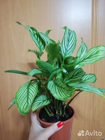 Комнатные растения, редкие и сортовые