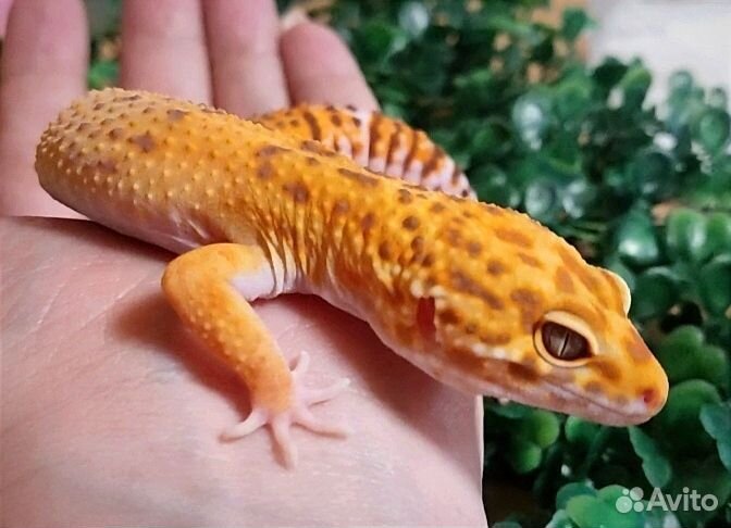 Леопардовый геккон эублефар