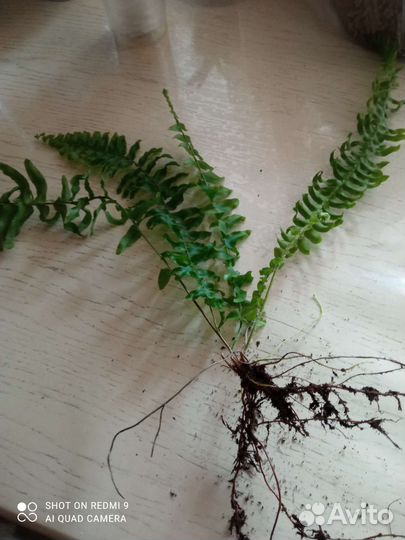 Папоротник нефролепис, хлорофитум