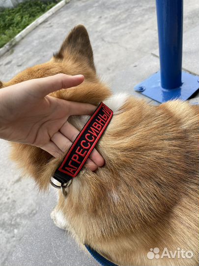 Ошейники и поводки