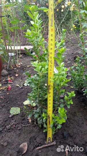 Саженцы самшита