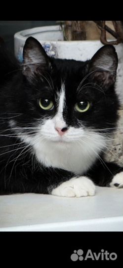 В добрые руки