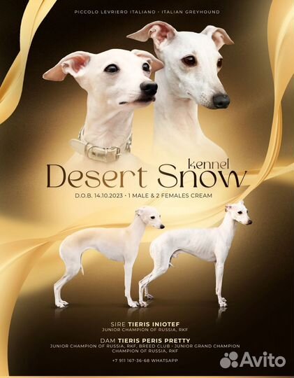 Щенки левретки