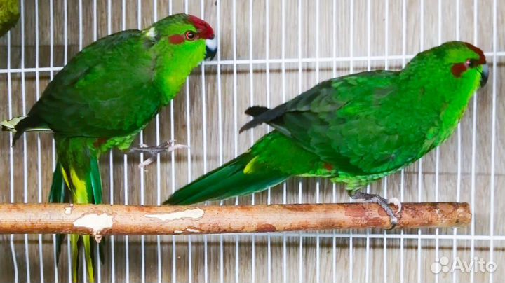 Попугай какарик птенцы от 2,5 мес и взрослые