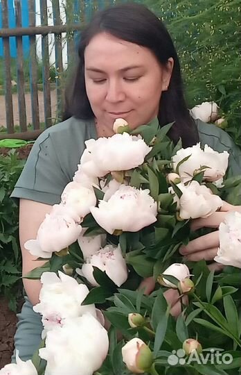 Пион ранний