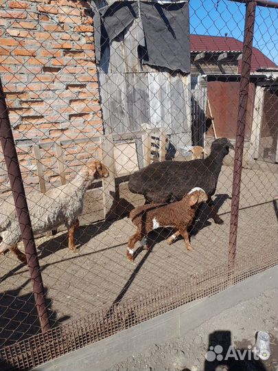 Курдючные бараны овцы