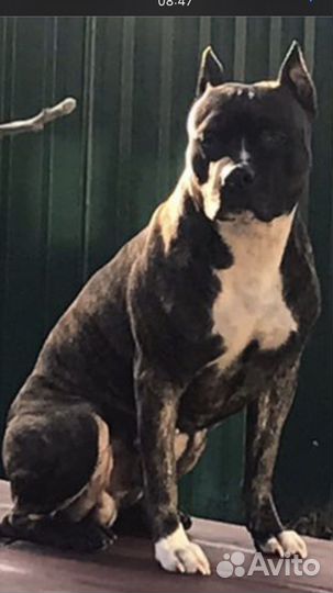 Стаффордширский терьер вязка