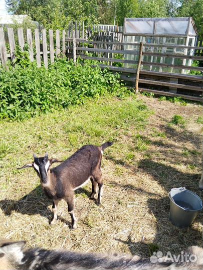 Козлята и бычек