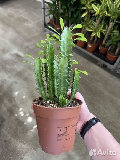 Эуфорбия Тригона молочай