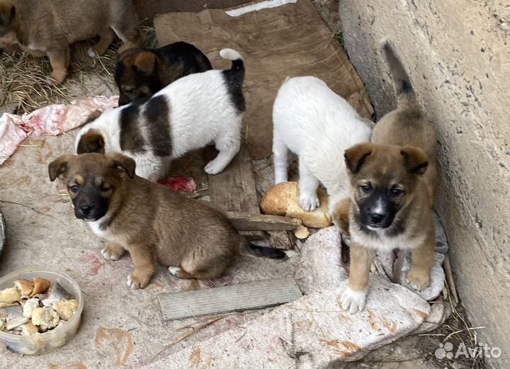 Щенята
