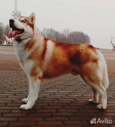 Вязка Сибирский Хаски