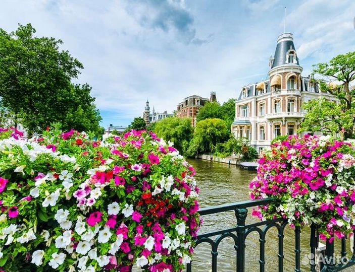 Шторы амстердам,сирень