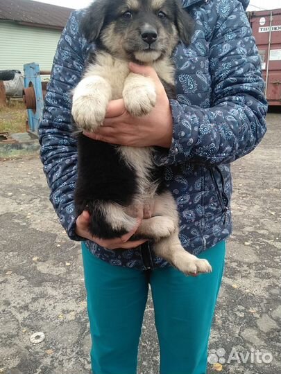 Щенок в добрые руки