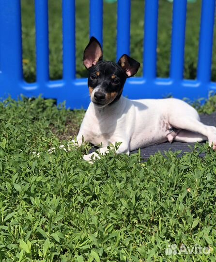 Той фокстерьер