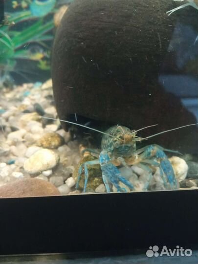 Аквариумные мраморные раки