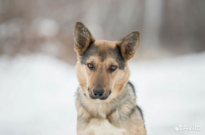 Собака из приюта