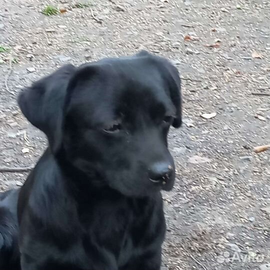 Лабрадор метис