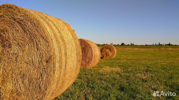Продается свежее сено в рулонах 2023 года