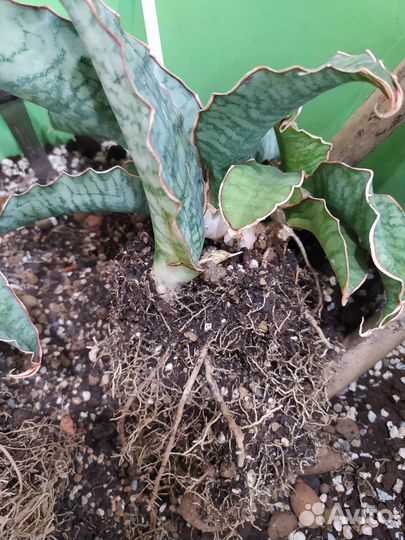 Сансевиерия кирки сильвер блю