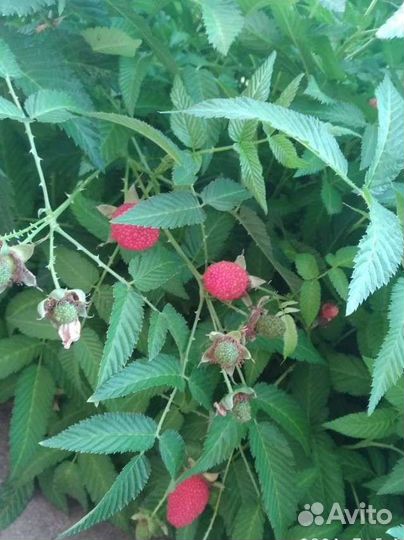 Тибетская малина саженцы