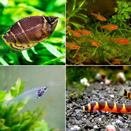Большое поступление разных редких рыб
