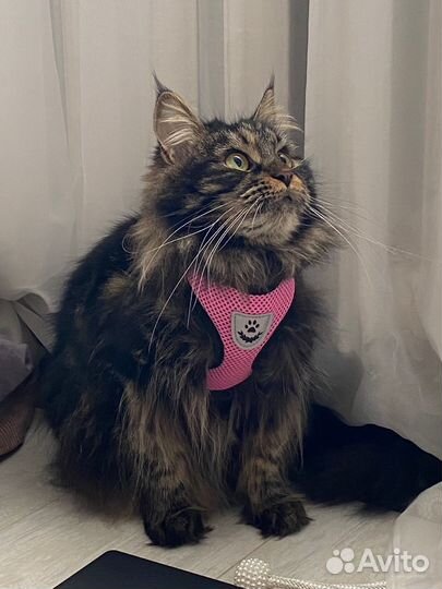 Поводок, шлейка для собак и кошек новая