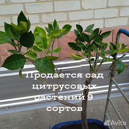 Саженцы лимонов и других видов цитрусовых растений