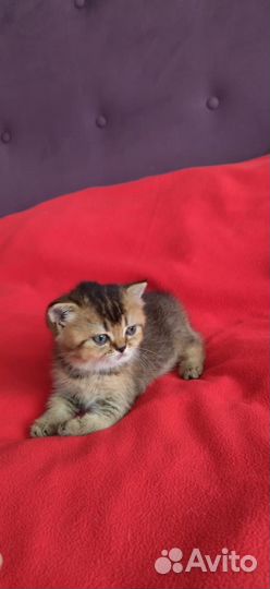 Шатланские котята