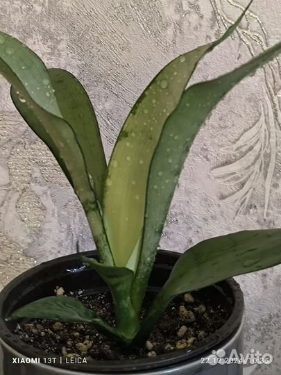 Сансевиерия муншайн