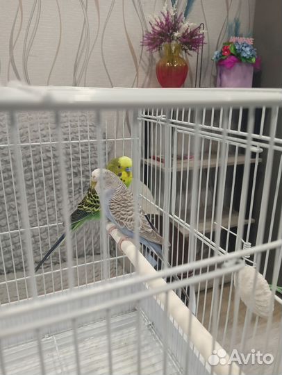 Волнистый попугай с клеткой