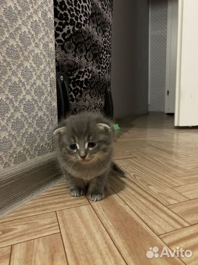 Котята отдам даром