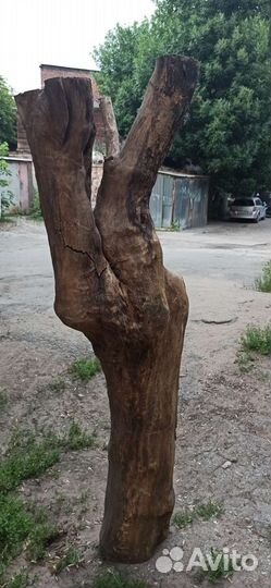 Арт объект из ствола сухого дерева