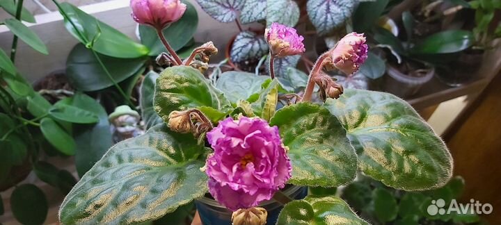 Сортовая фиалка пт Джулия