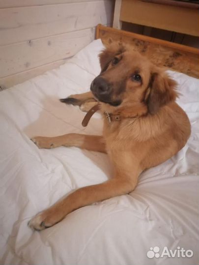 Щенок ищет семью