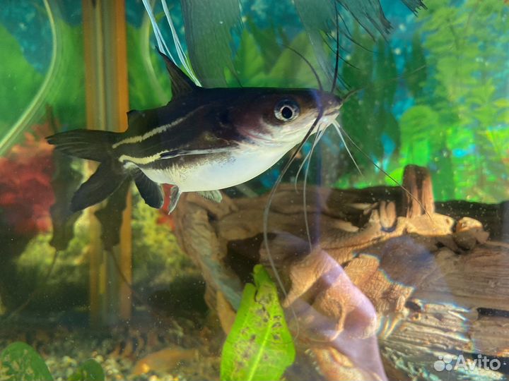 Аквариумные рыбки