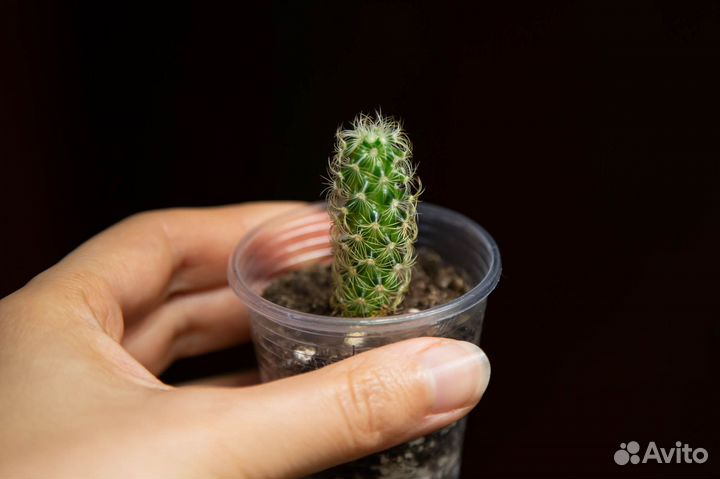 Суккуленты Маммиллярия и Опунция