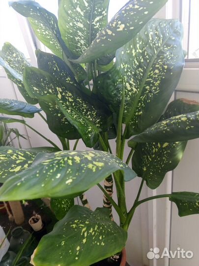 Диффенбахия