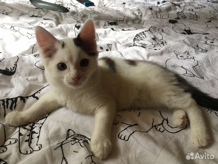 Отдам котенка в добрые руки