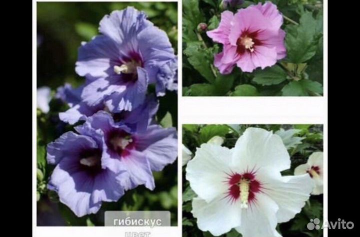 Гибискус сирийский
