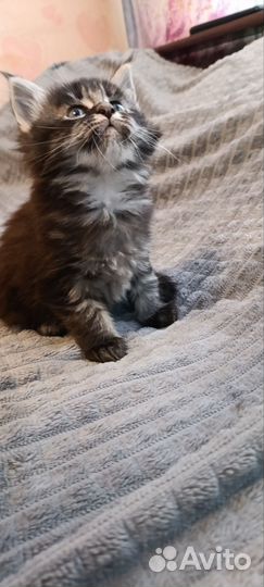 Котенок Мейн-кун