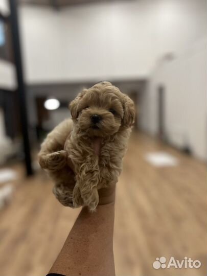 Мальтипу f1 mini