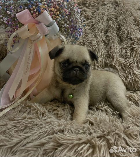 Щенки мопса