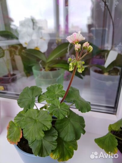 Мини пеларгония Бруксайд Балеро