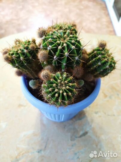 Кактус эхинопсис, маммилярия