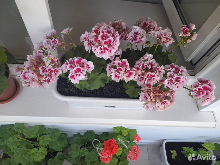 Пеларгония герань