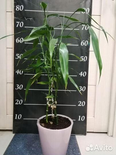 Драцена - бамбук